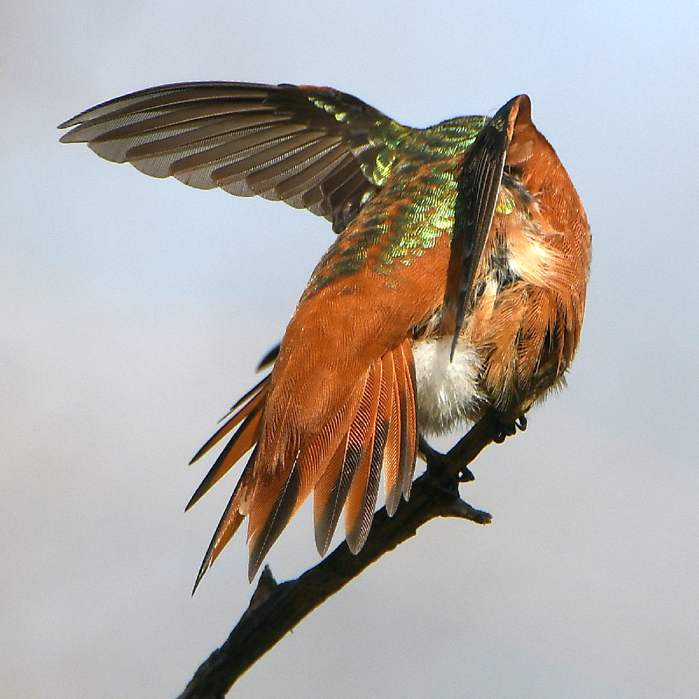 Hummer24.jpg
