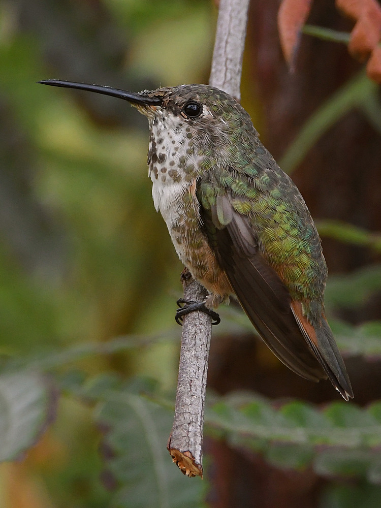 Hummer24.jpg