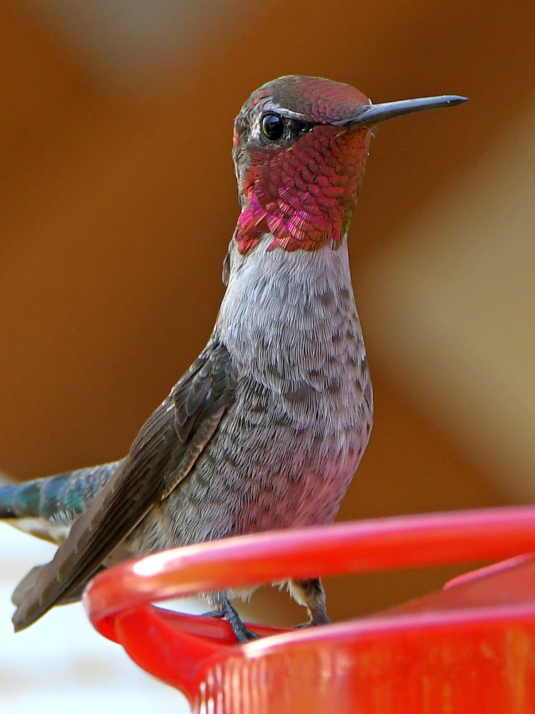 Hummer24.jpg