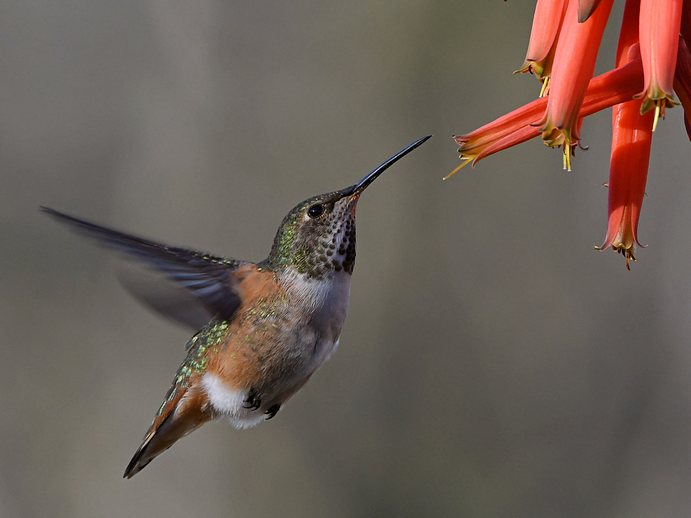Hummer24.jpg