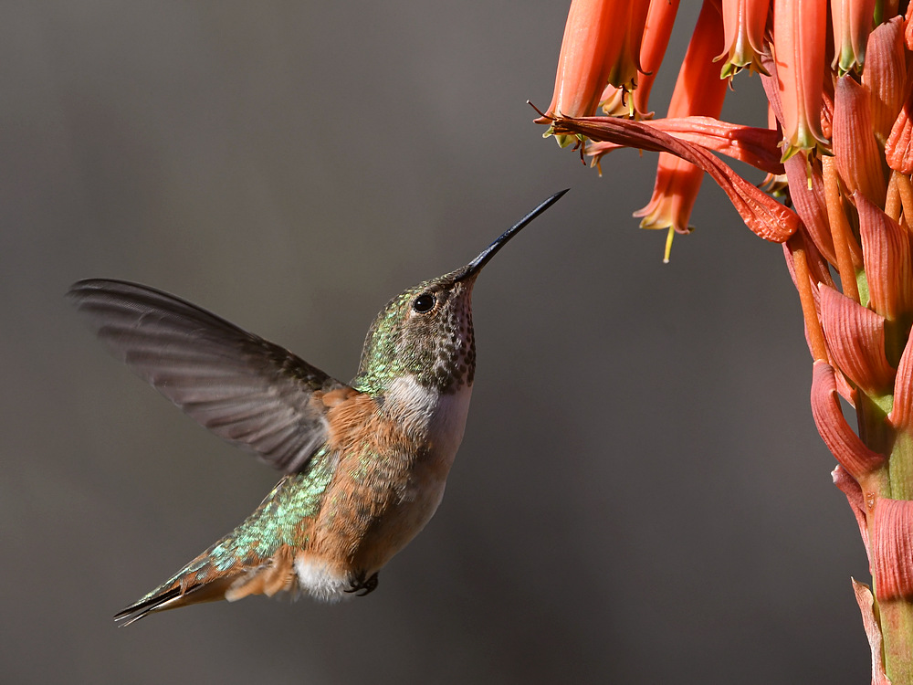 Hummer24.jpg