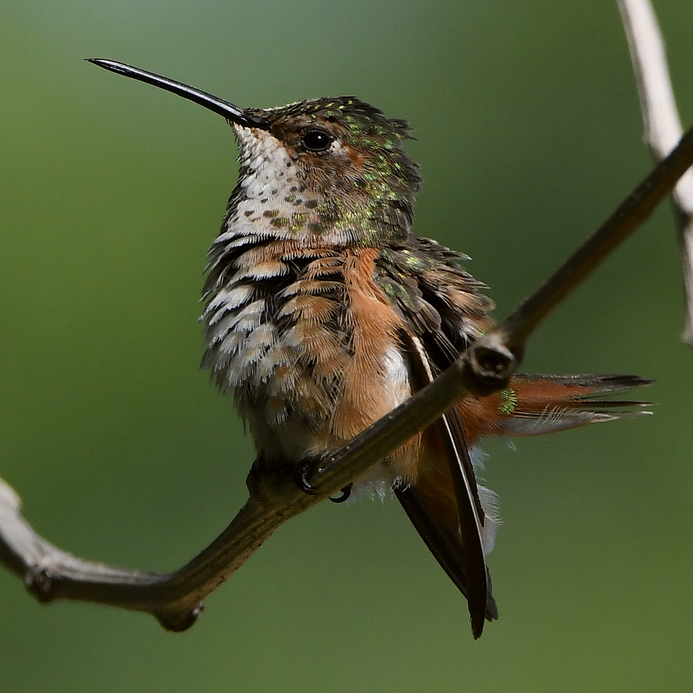 Hummer24.jpg