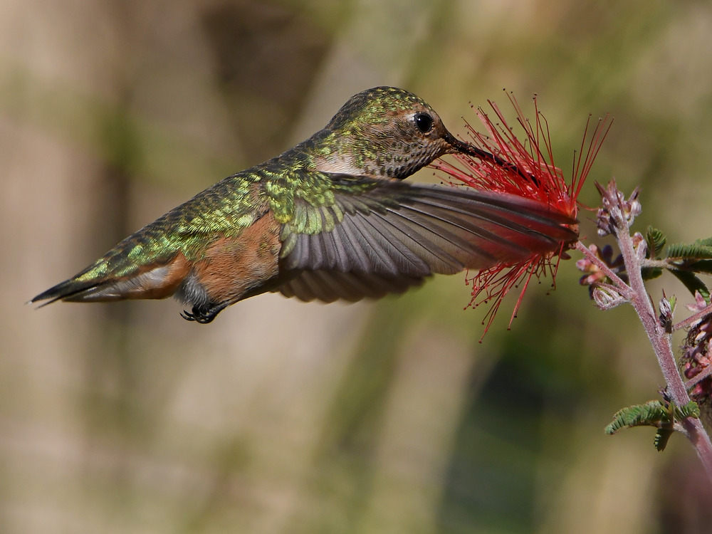 Hummer24.jpg
