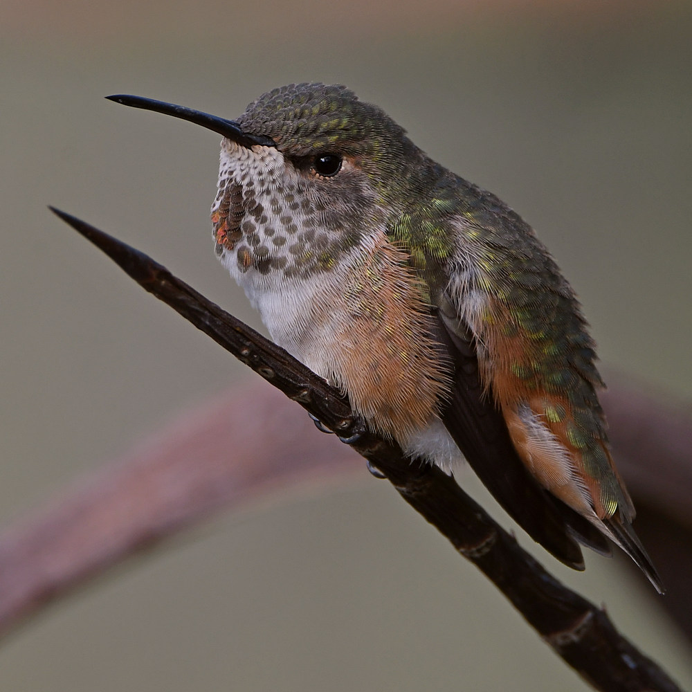 Hummer24.jpg