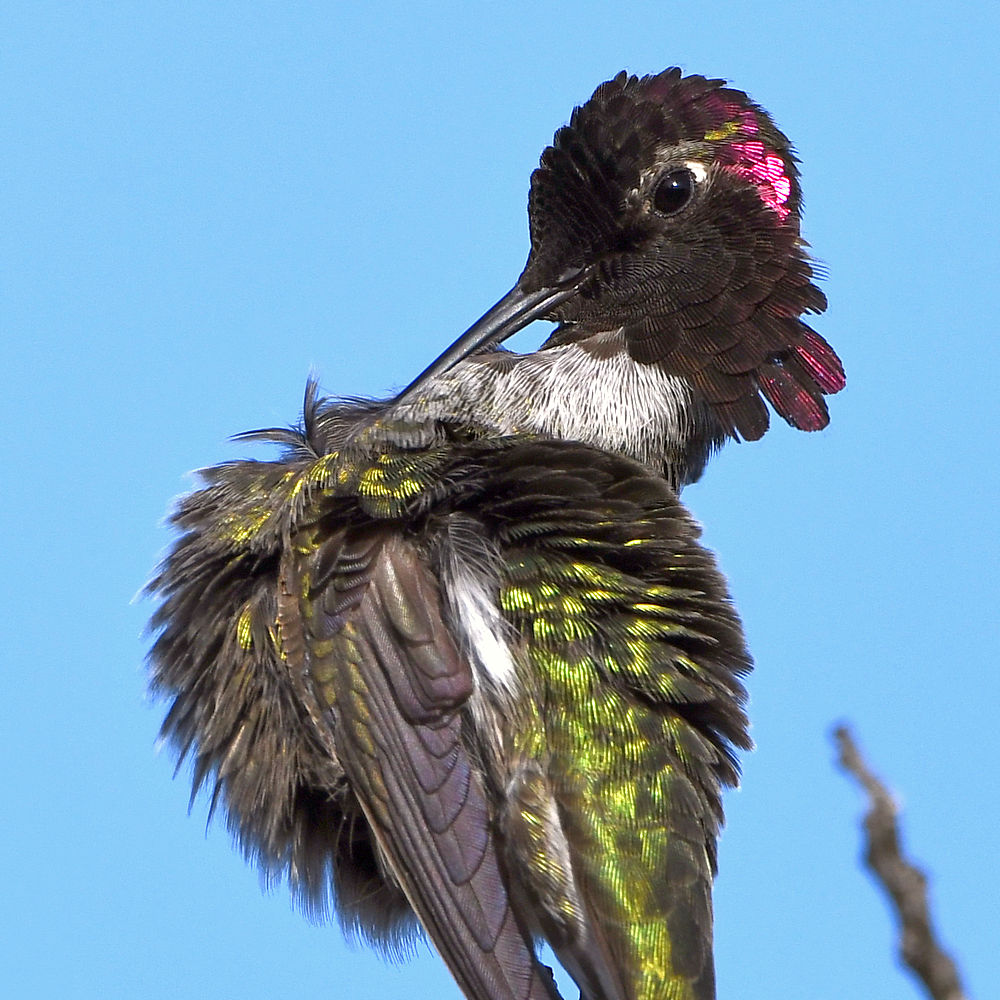 Hummer24.jpg
