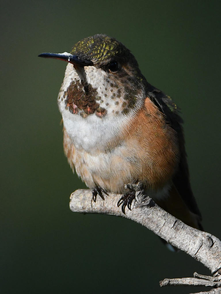 Hummer24.jpg