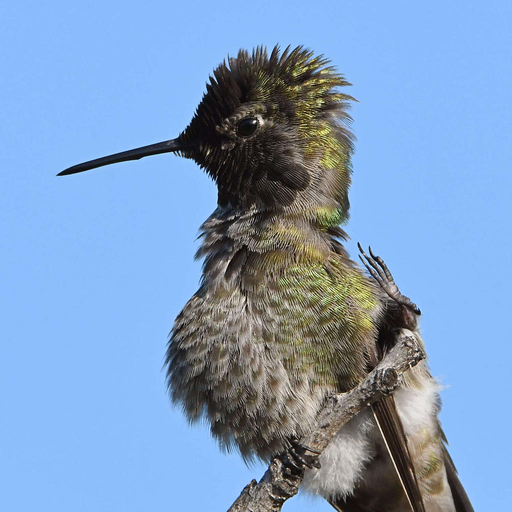 Hummer24.jpg
