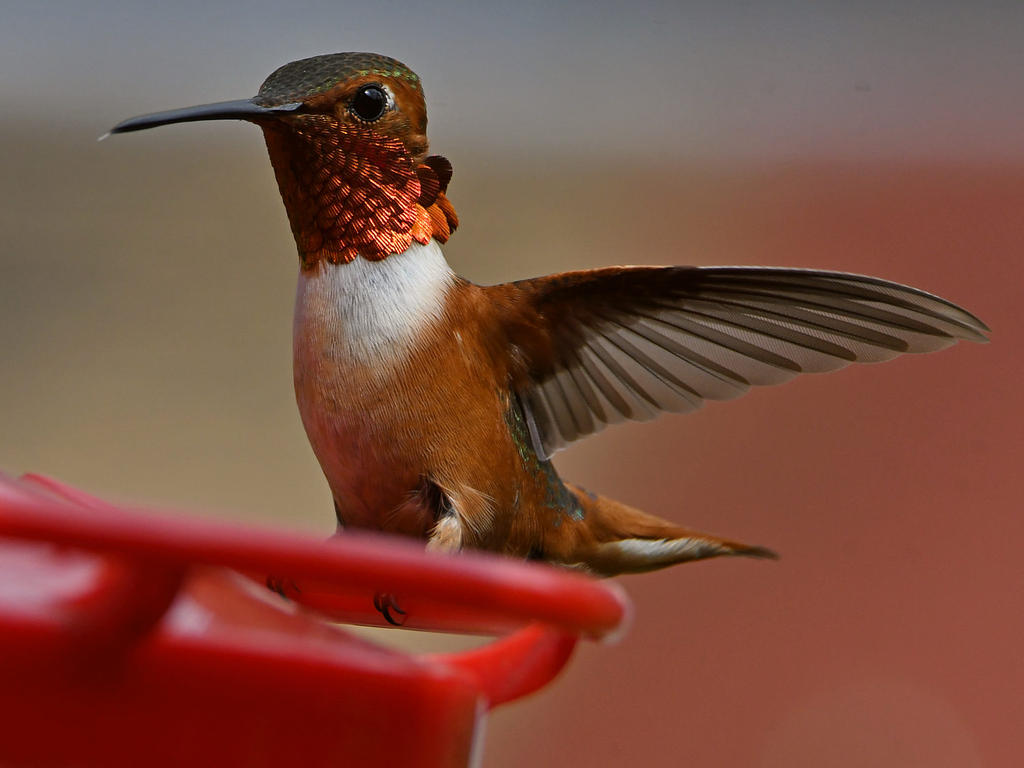 Hummer24.jpg