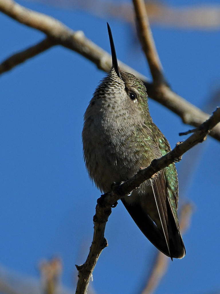 Hummer24.jpg