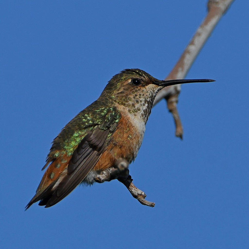 Hummer24.jpg