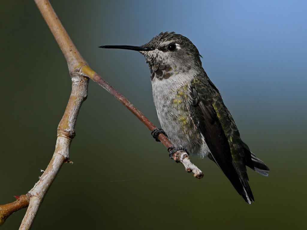 Hummer24.jpg