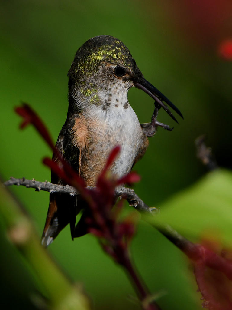 Hummer24.jpg