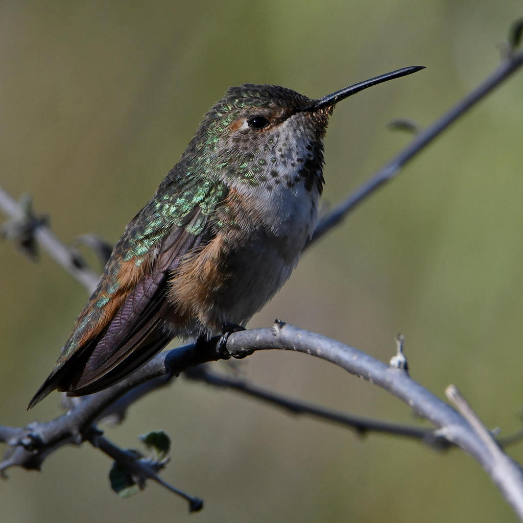 Hummer24.jpg