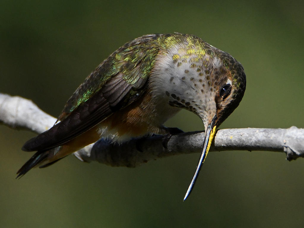 Hummer24.jpg