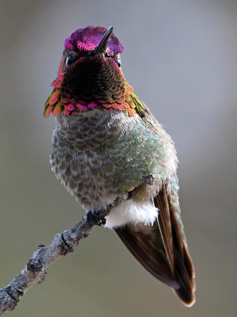 Hummer24.jpg
