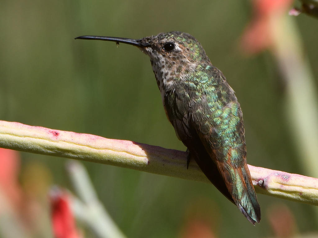 Hummer24.jpg