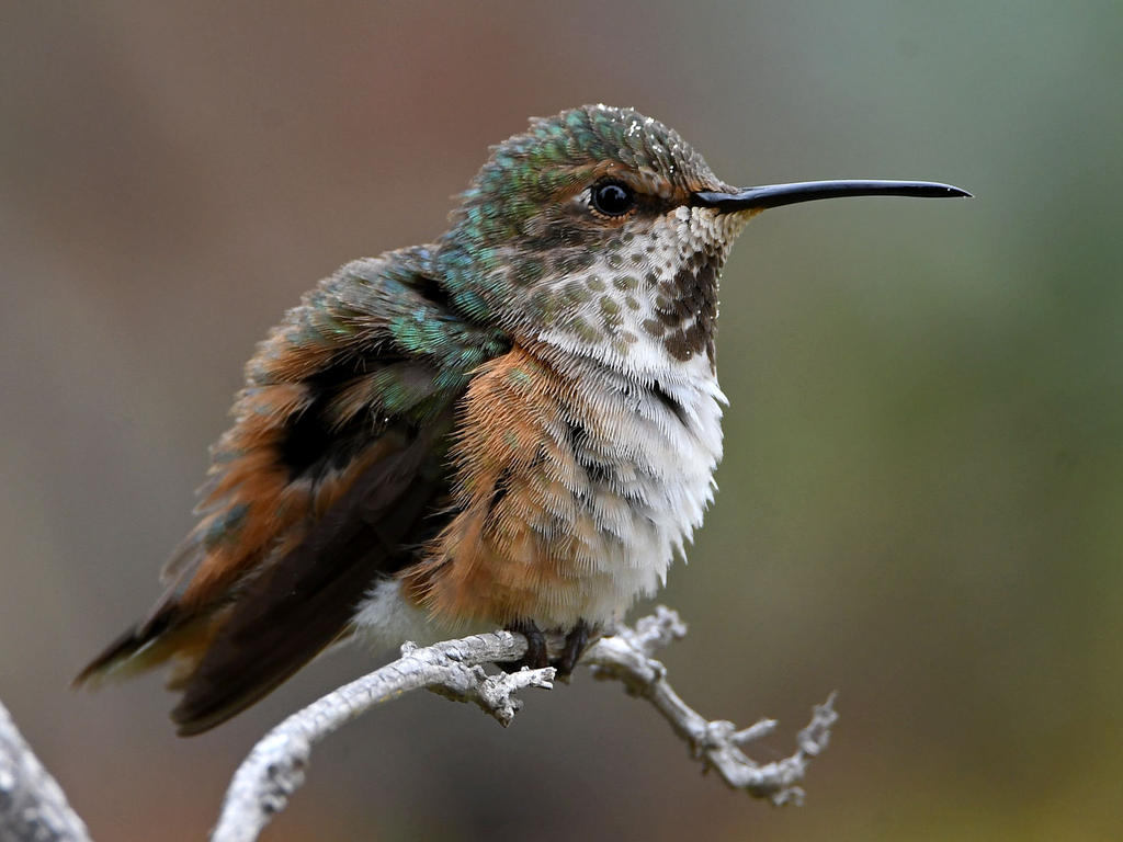 Hummer24.jpg