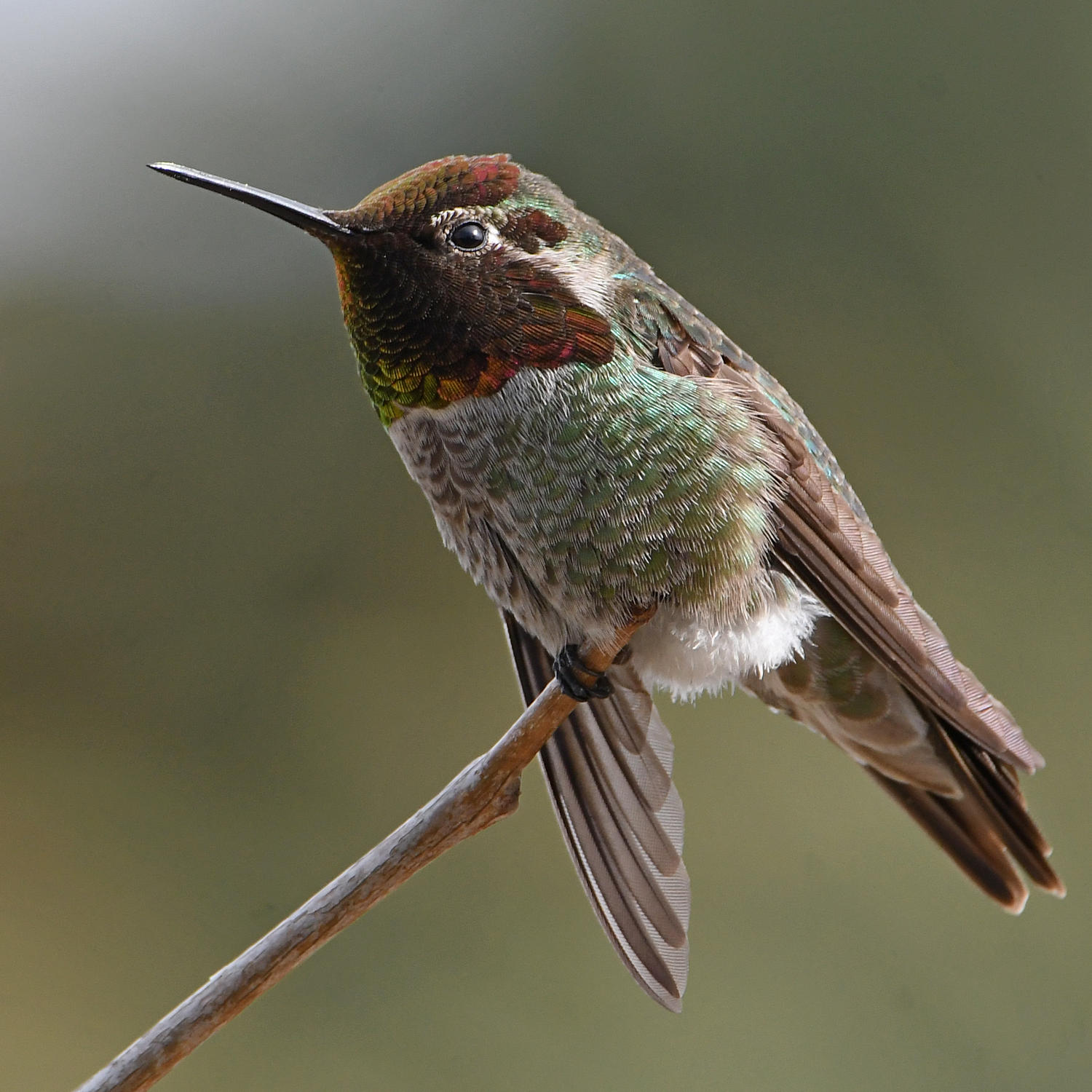 Hummer24.jpg