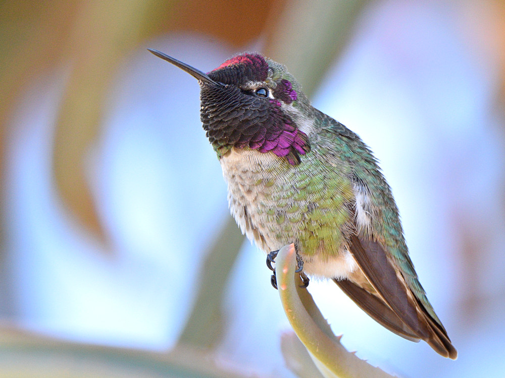 Hummer25.jpg