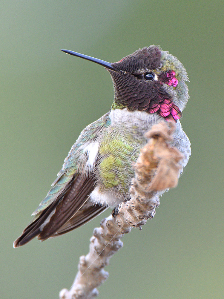 Hummer25.jpg