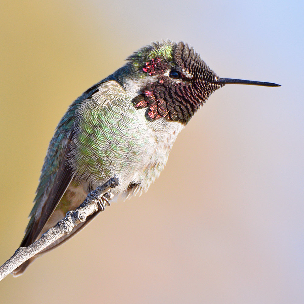 Hummer25.jpg