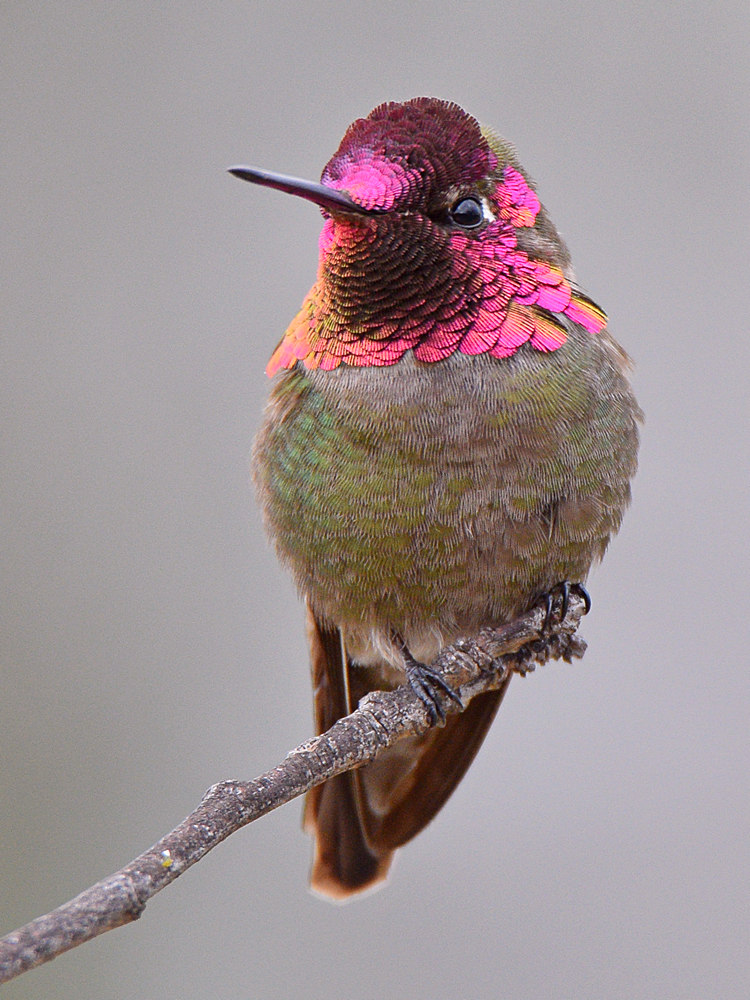 Hummer25.jpg
