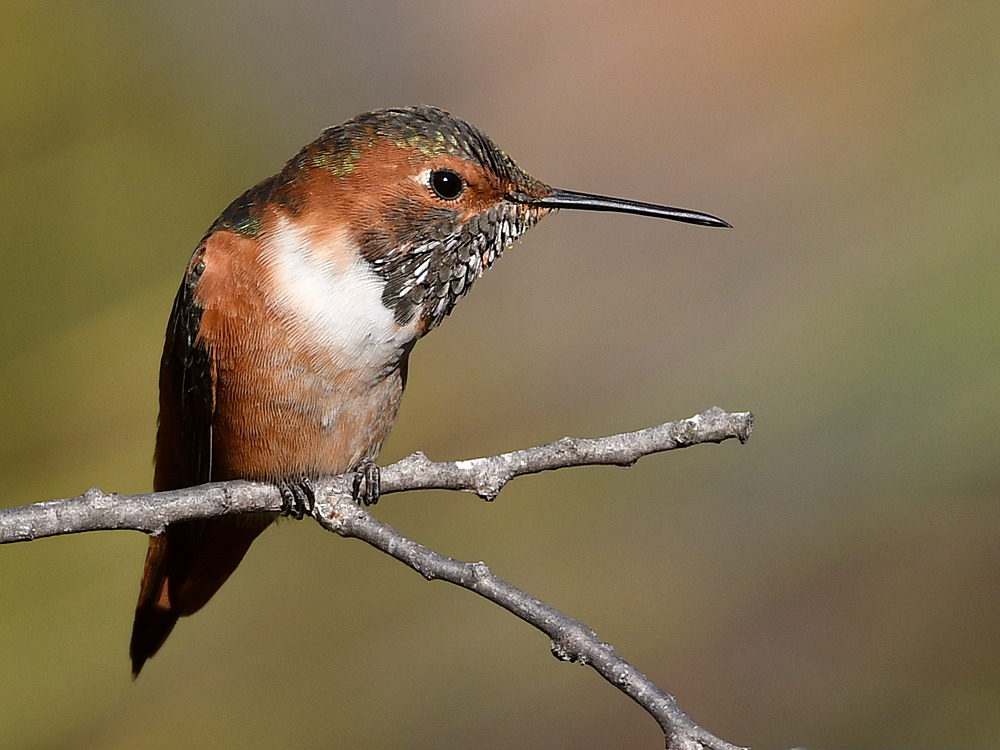 Hummer25.jpg