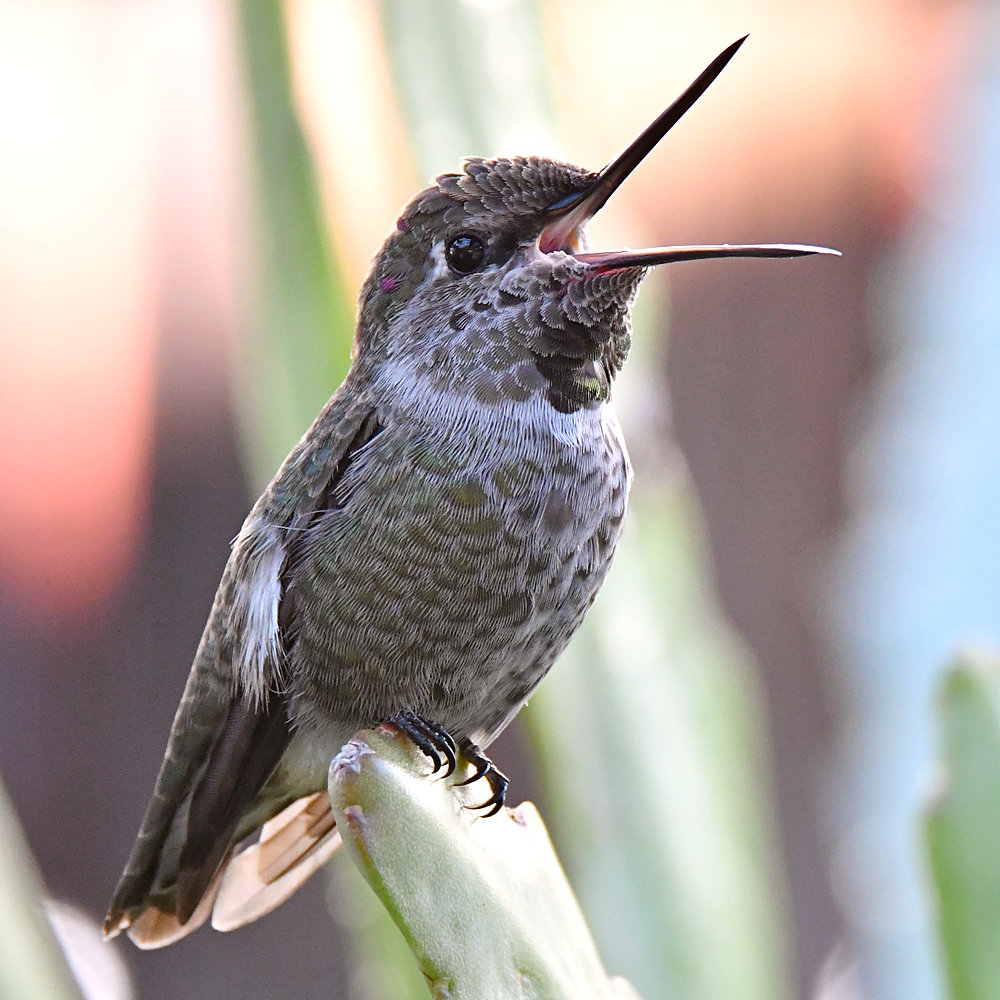 Hummer25.jpg