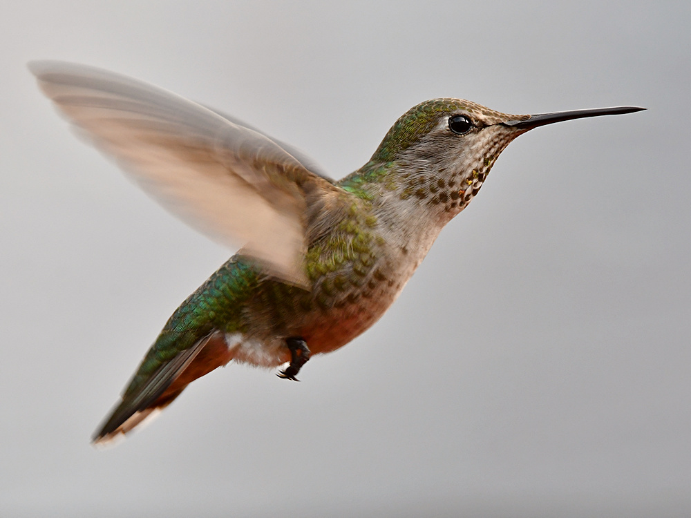 Hummer25.jpg