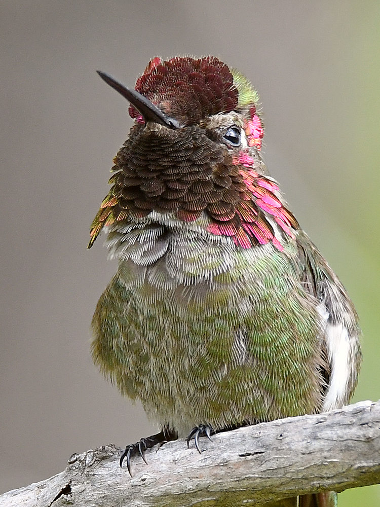 Hummer25.jpg