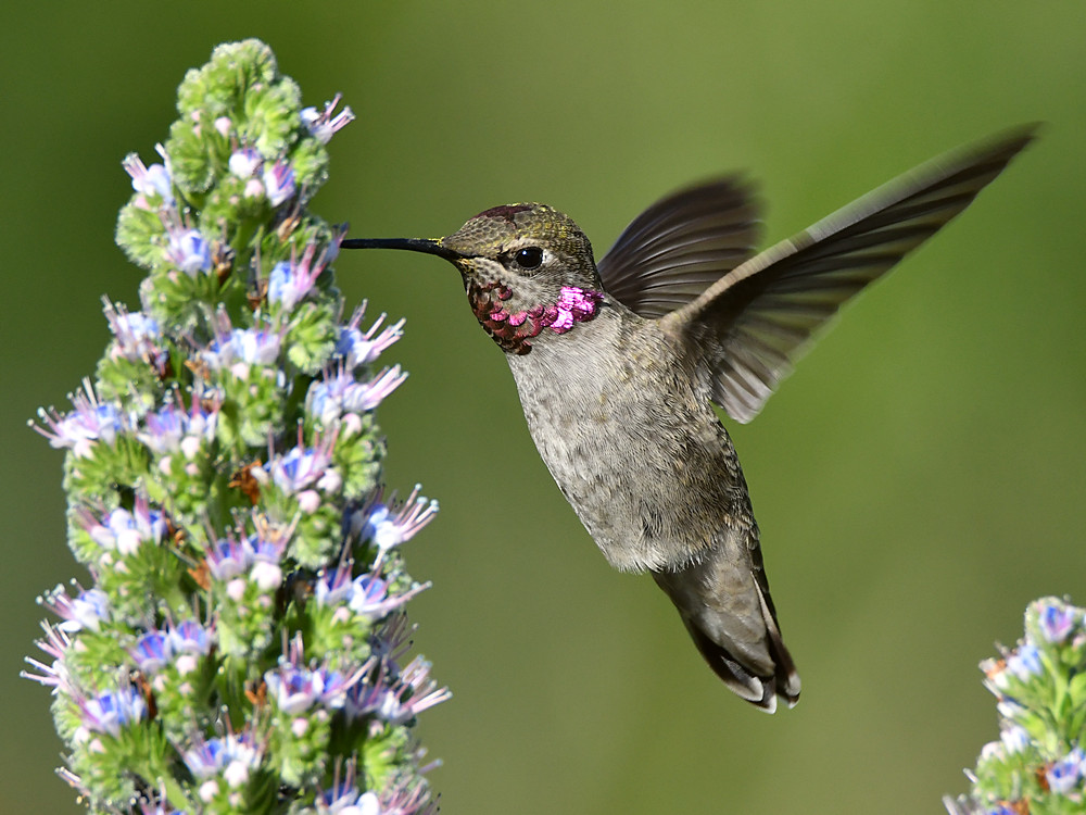 Hummer25.jpg