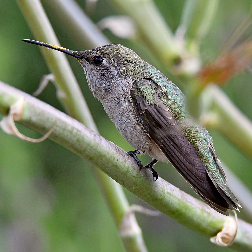 Hummer25.jpg