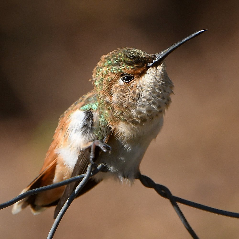 Hummer25.jpg
