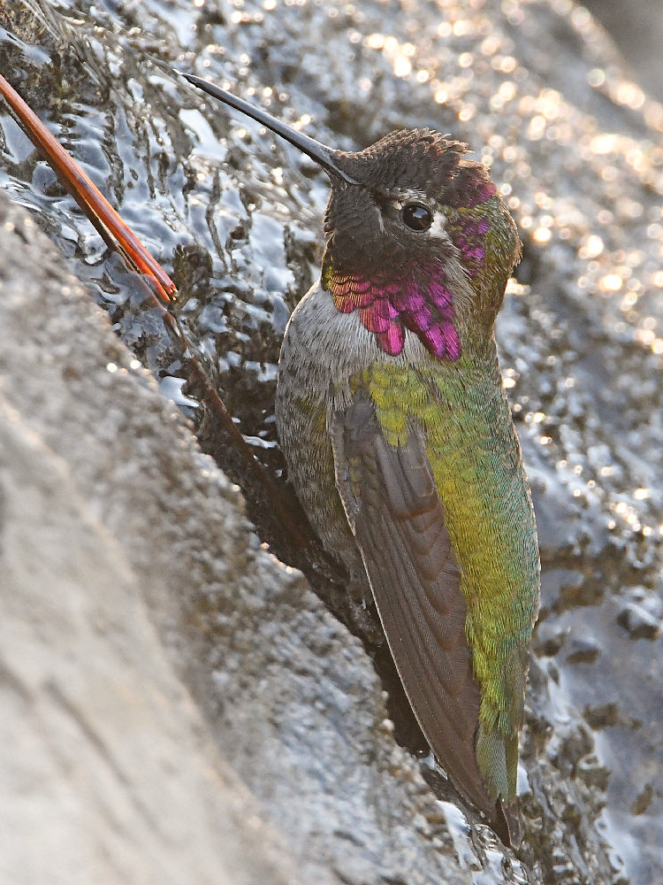 Hummer25.jpg