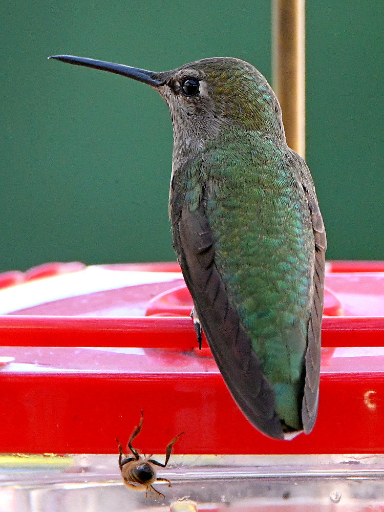 Hummer25.jpg
