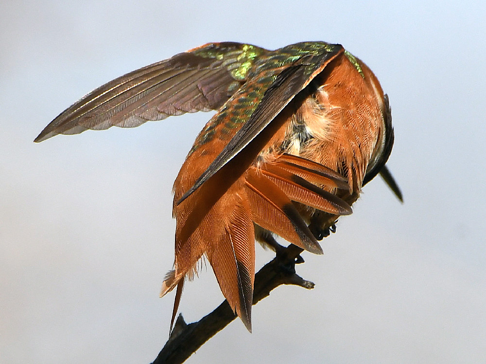 Hummer25.jpg