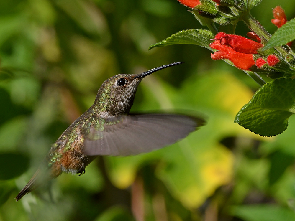 Hummer25.jpg