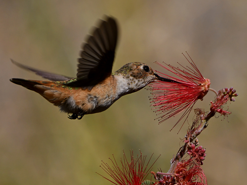 Hummer25.jpg