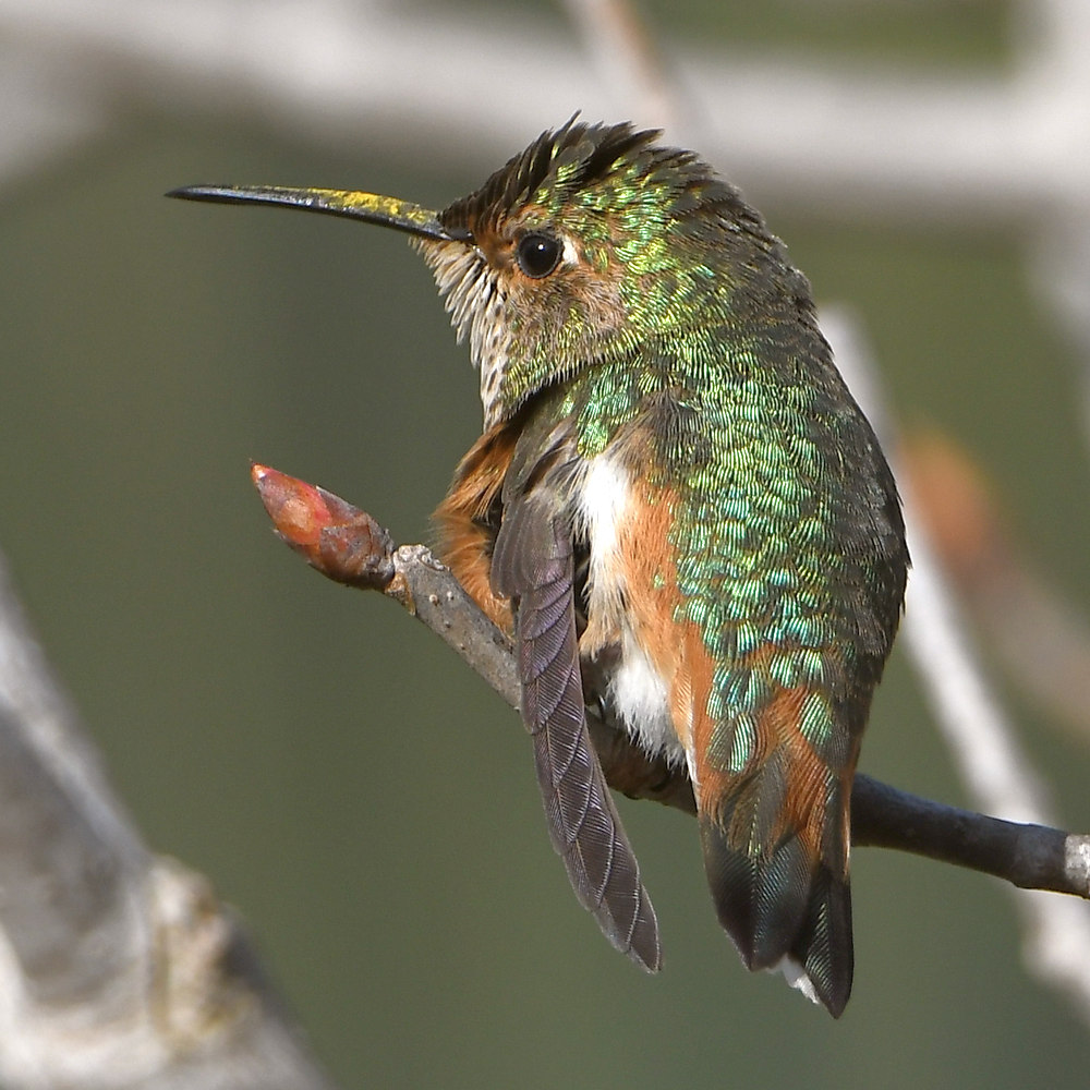 Hummer25.jpg
