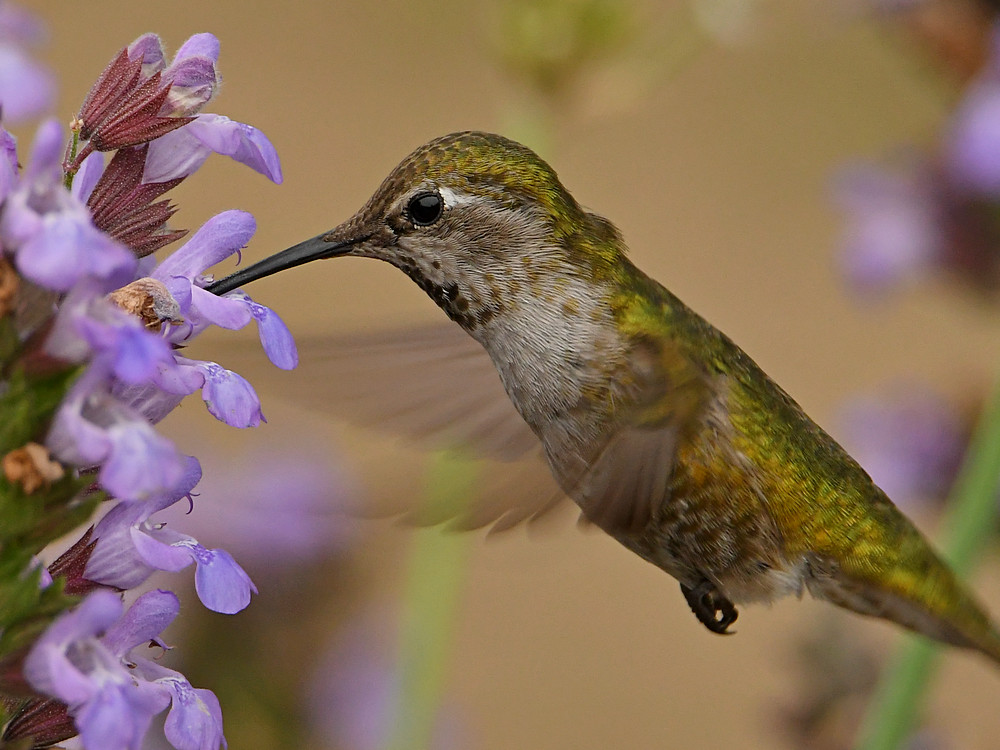 Hummer25.jpg