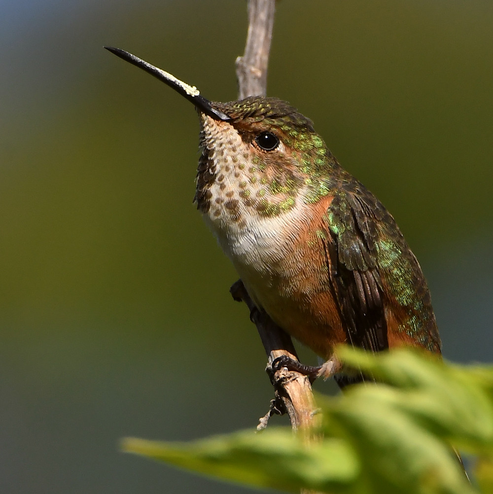 Hummer25.jpg