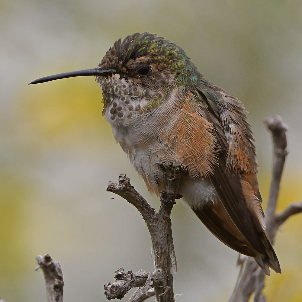 Hummer25.jpg