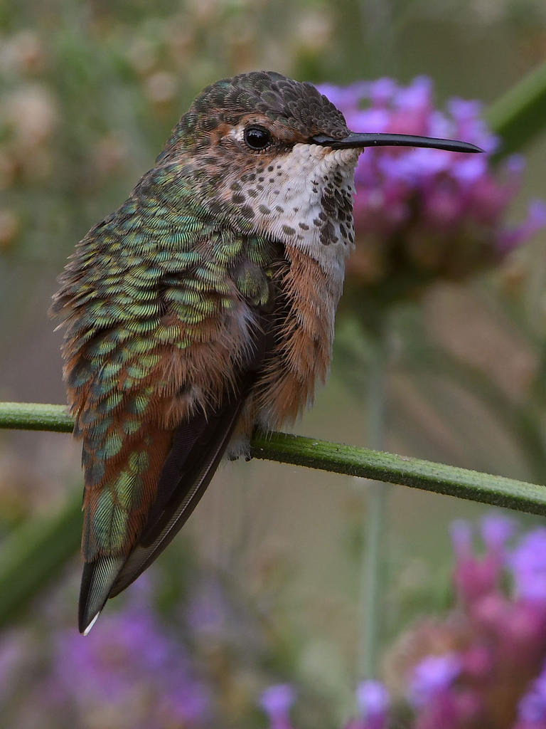 Hummer25.jpg