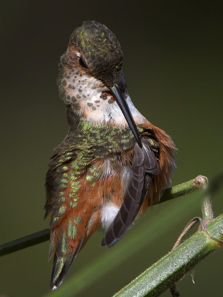 Hummer25.jpg