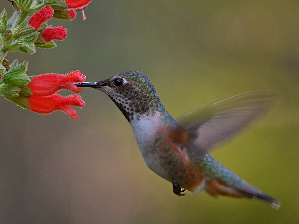 Hummer25.jpg