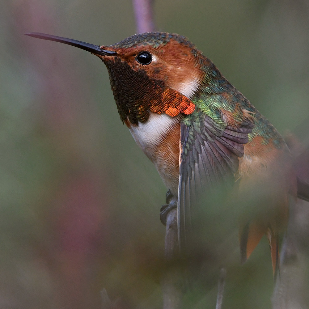 Hummer25.jpg