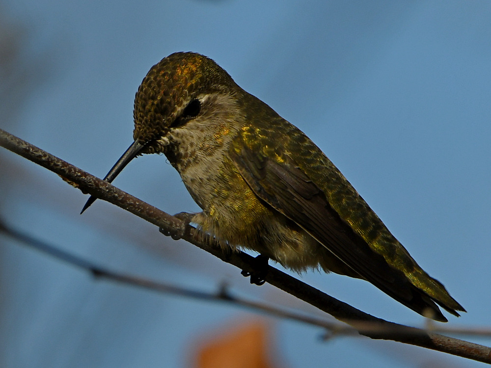 Hummer25.jpg