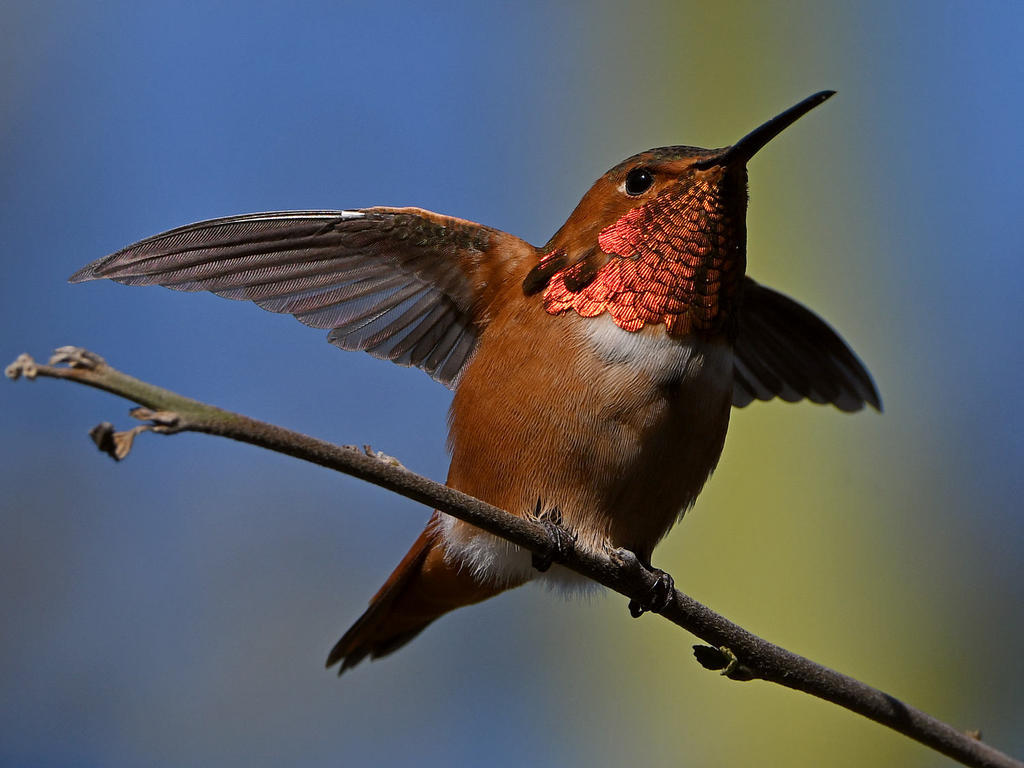 Hummer25.jpg