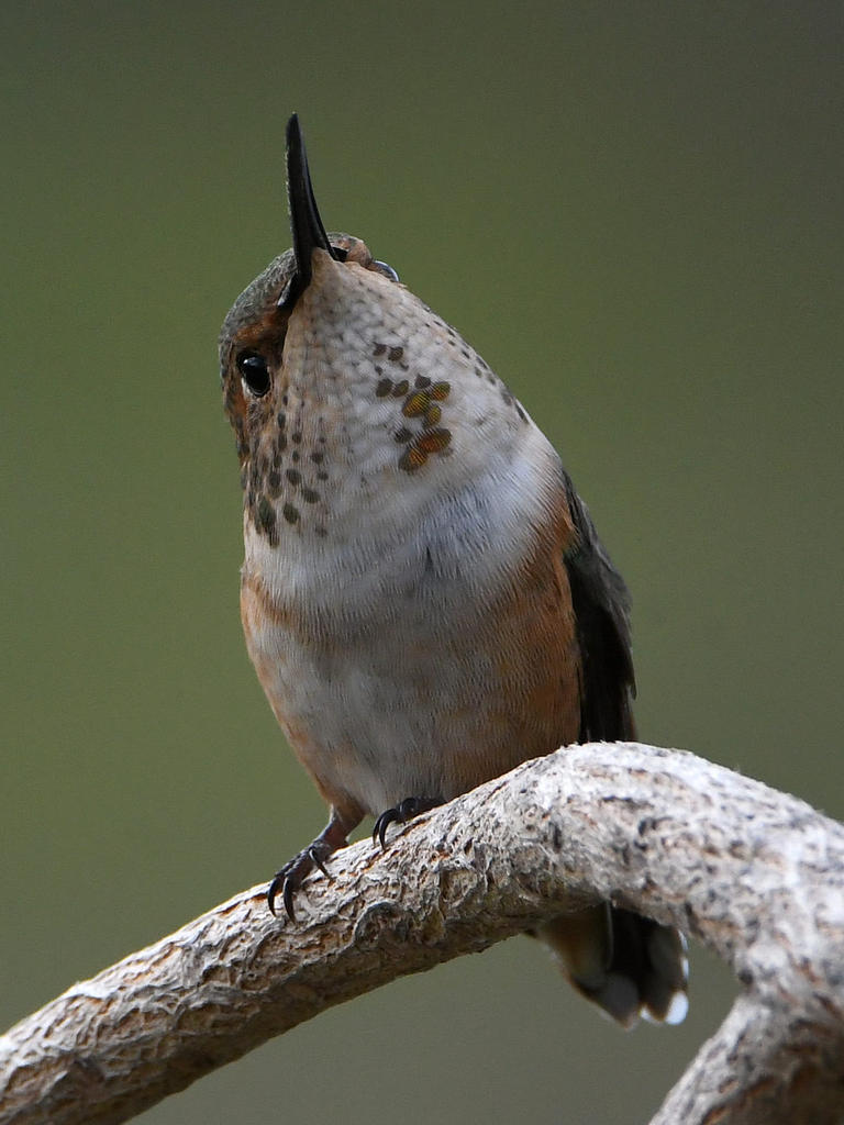 Hummer25.jpg
