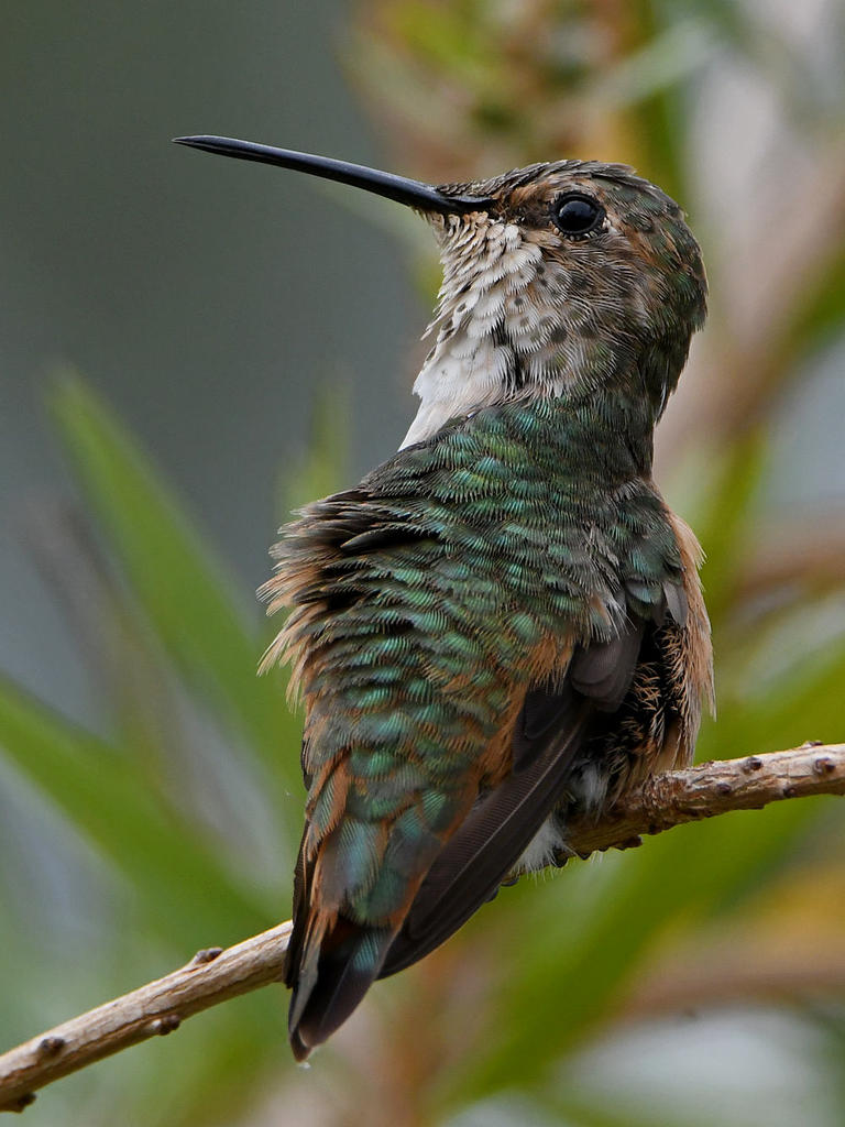 Hummer25.jpg